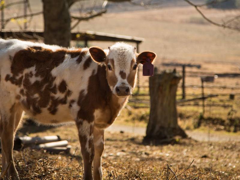Indezi River Creamery-240
